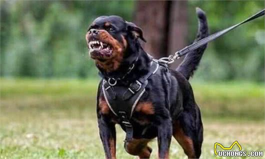 这些狗，被称为“犬中四煞”，你知道有谁吗？