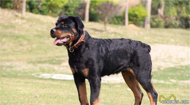这些狗，被称为“犬中四煞”，你知道有谁吗？