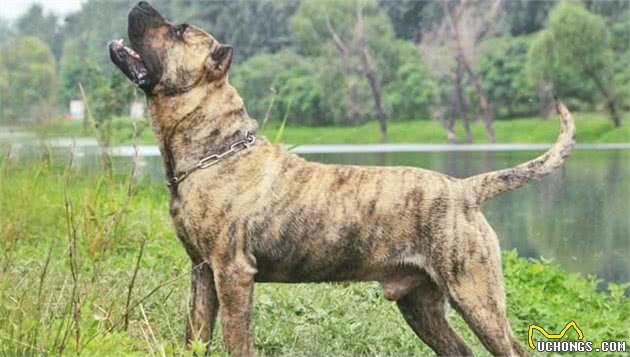 这些狗，被称为“犬中四煞”，你知道有谁吗？