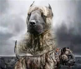 饱受世界争议的猛犬—神兽子弹犬
