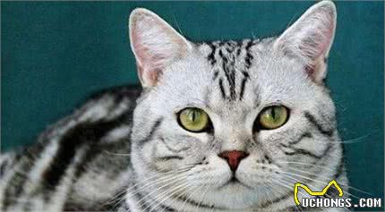 美国短毛猫的5大缺点，劝你别养