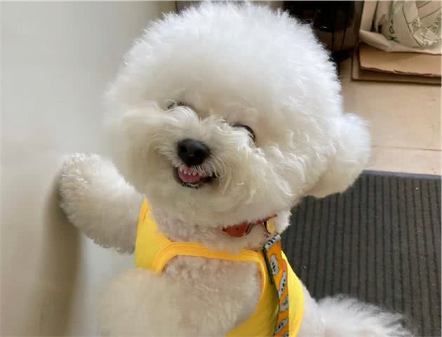 比熊犬有这几个现象，说明它日子过得幸福