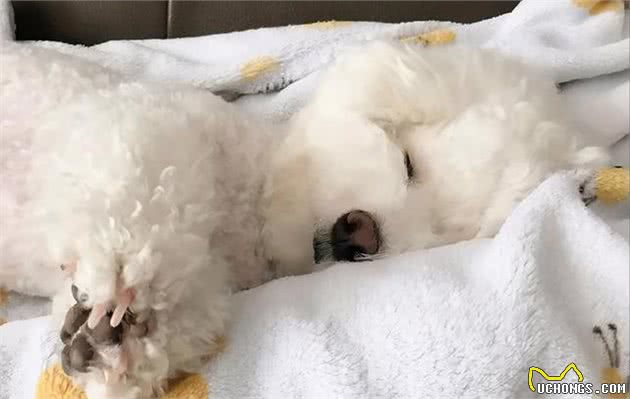 比熊犬有这几个现象，说明它日子过得幸福
