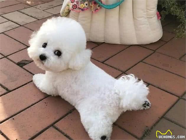 比熊犬有这几个现象，说明它日子过得幸福