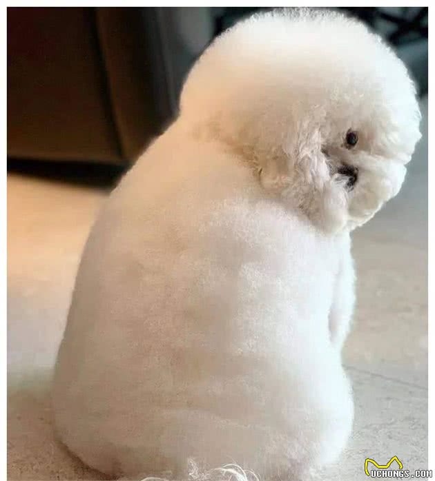 比熊犬有这几个现象，说明它日子过得幸福