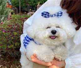 比熊犬有这几个现象，说明它日子过得幸福