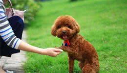 泰迪犬别的不会可以，但这5个技能，一定要学会