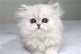 世界上最名贵的十种猫咪品种，中华田园猫上榜