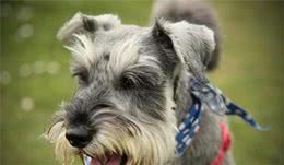 微量元素片吃多了狗狗会怎么样，是好处多，还是会得病