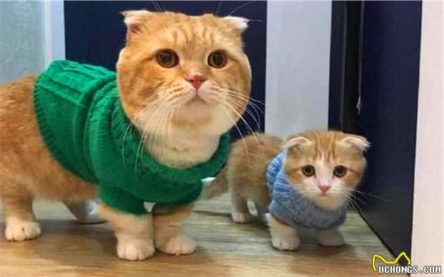猫毛那么厚，猫咪还会怕冷？是的，猫也怕冷，并且需要保暖