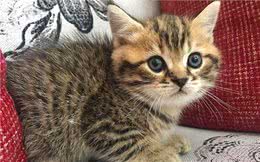 猫毛那么厚，猫咪还会怕冷？是的，猫也怕冷，并且需要保暖