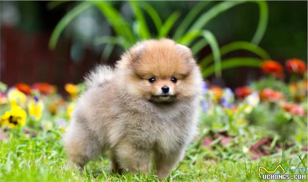 最凶猛的中小型犬，别惹它们，看到最好绕路走