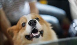 最凶猛的中小型犬，别惹它们，看到最好绕路走