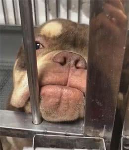 狗狗朝着主人吐舌头，粉舌头一伸出来，萌化老夫的少女心！