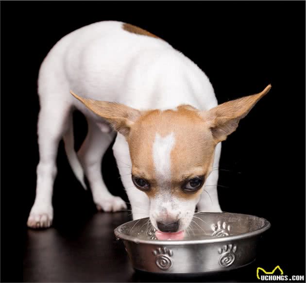 辟谣：狗狗吃剩菜剩饭没事的，小心犬类急性胃炎