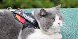 英短猫猫常见的几种颜色，可以了解下