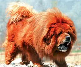 世界猛犬的前十名，你认识多少种？
