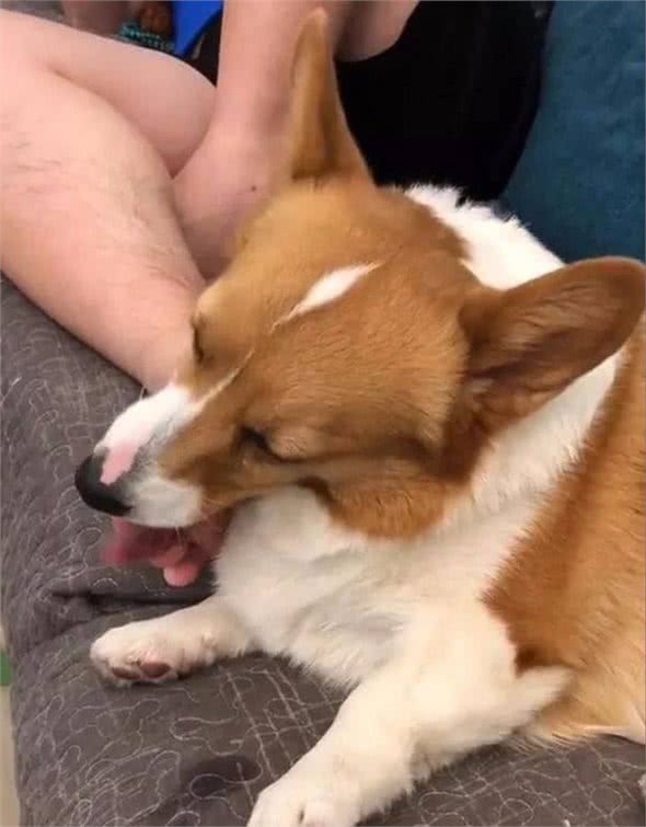 柯基犬经常舔你，是想告诉你这5件事，都懂的说明是好宠主