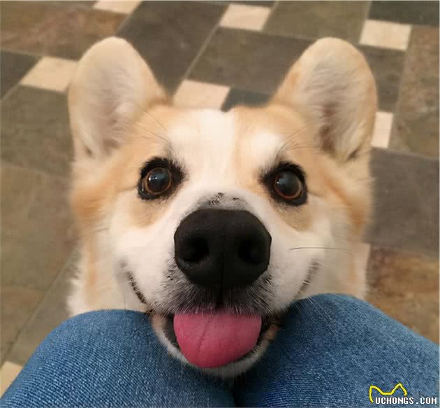 柯基犬经常舔你，是想告诉你这5件事，都懂的说明是好宠主