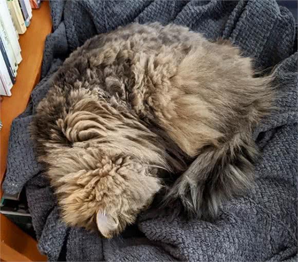 流浪猫被收养后，为感谢主人，每天早上都会将鞋子叼到主人面前