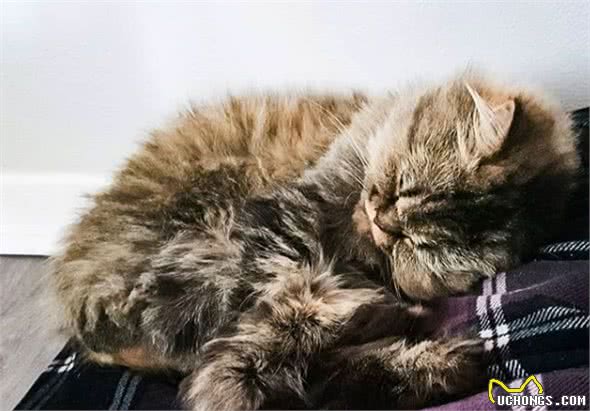 流浪猫被收养后，为感谢主人，每天早上都会将鞋子叼到主人面前