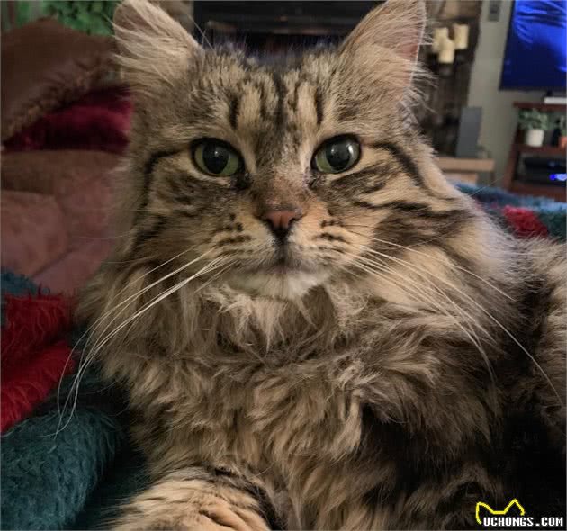 流浪猫被收养后，为感谢主人，每天早上都会将鞋子叼到主人面前