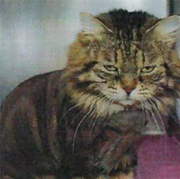 流浪猫被收养后，为感谢主人，每天早上都会将鞋子叼到主人面前