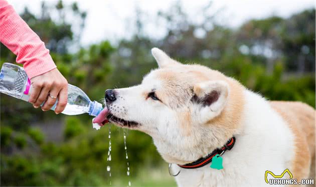 狗狗食欲不佳怎么办？