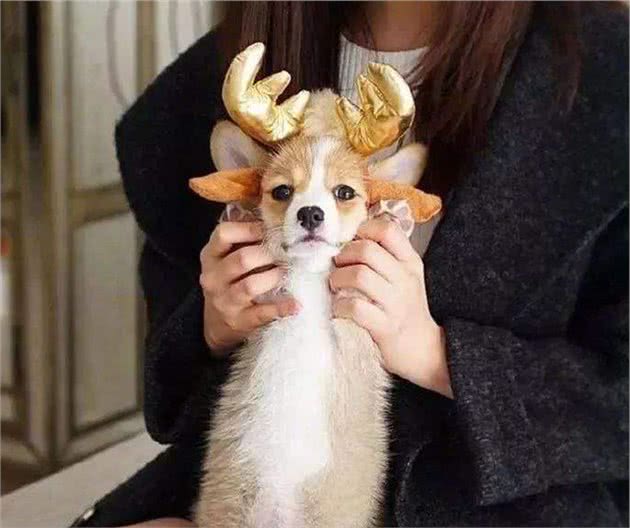 自从养了柯基犬，我就不想养其他狗了