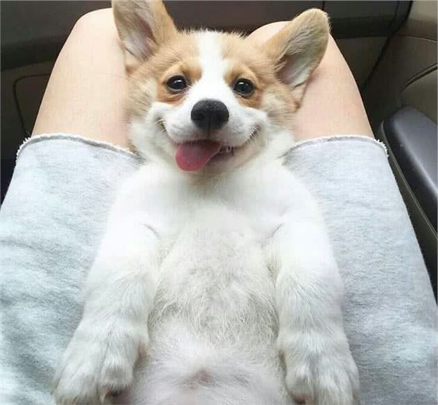 自从养了柯基犬，我就不想养其他狗了