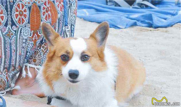 自从养了柯基犬，我就不想养其他狗了