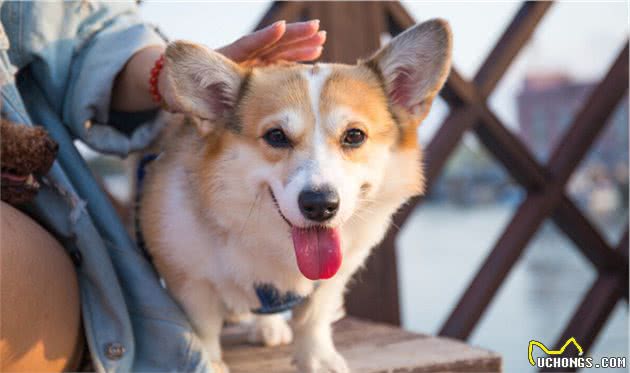 自从养了柯基犬，我就不想养其他狗了