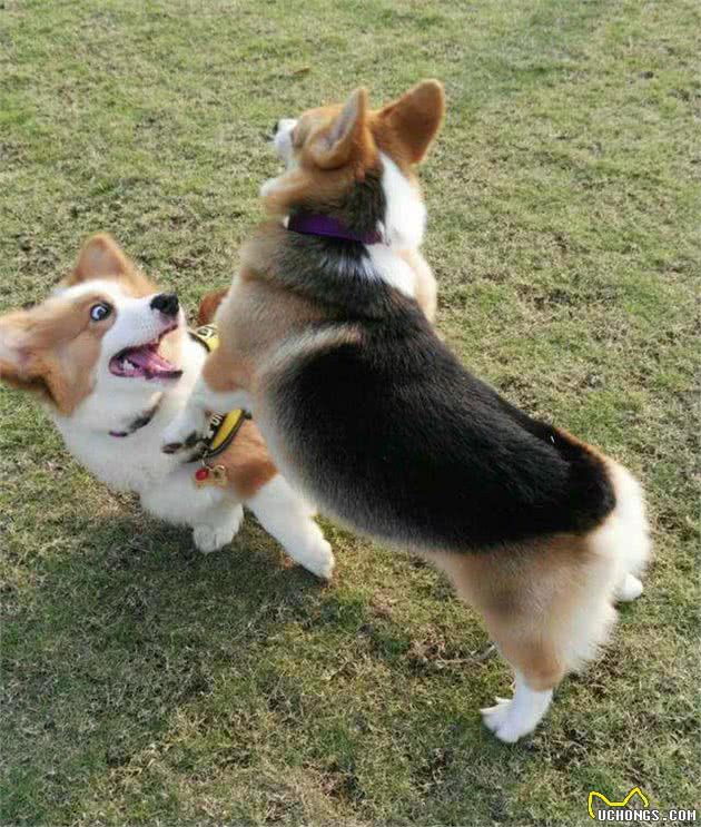 自从养了柯基犬，我就不想养其他狗了