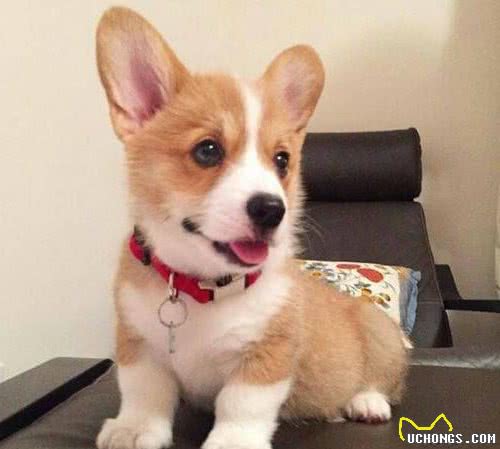 自从养了柯基犬，我就不想养其他狗了