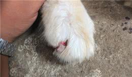 狗狗断甲不仅看起来触目惊心，处理不好，还会影响狗狗关节