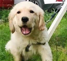 主人常做这几件小事，狗狗幸福感会“爆棚”