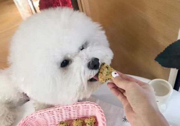 这6个饮食习惯不注意，比熊会出现“大问题”