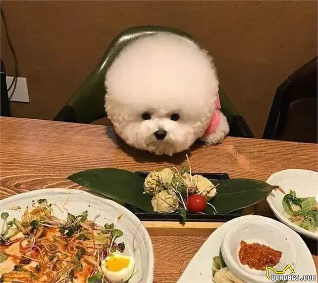 这6个饮食习惯不注意，比熊会出现“大问题”