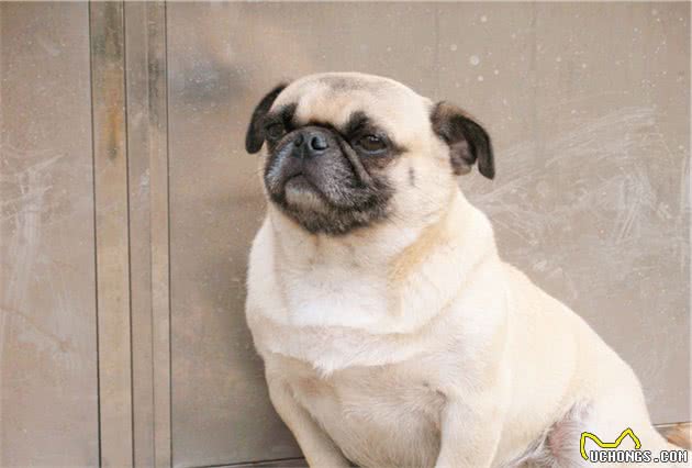萌宠：哈巴狗，学名巴哥犬
