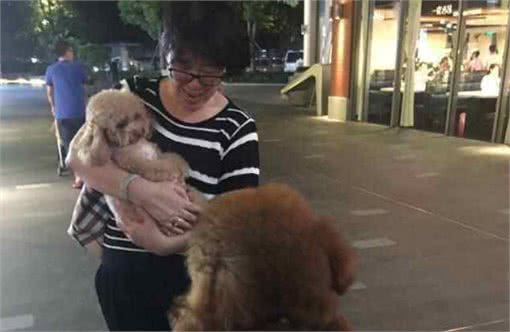泰迪犬“吃醋”的5大表现，网友：太难了！简直养了个祖宗