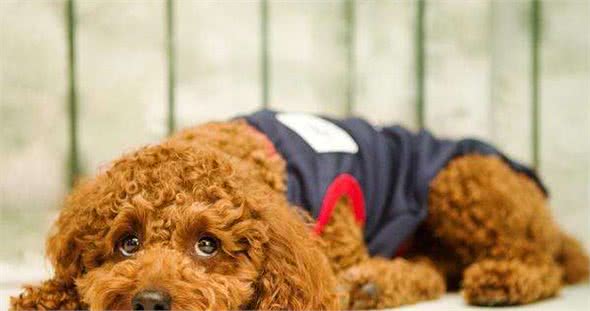 泰迪犬“吃醋”的5大表现，网友：太难了！简直养了个祖宗
