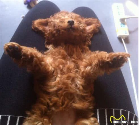 泰迪犬“吃醋”的5大表现，网友：太难了！简直养了个祖宗