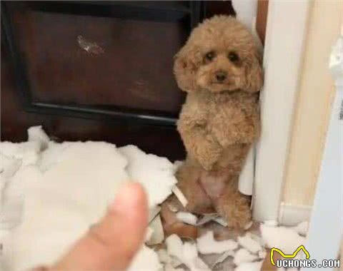泰迪犬“吃醋”的5大表现，网友：太难了！简直养了个祖宗