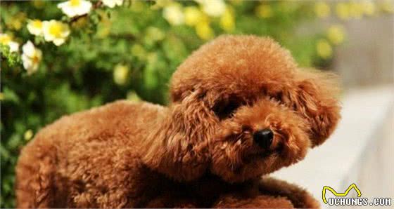 泰迪犬“吃醋”的5大表现，网友：太难了！简直养了个祖宗