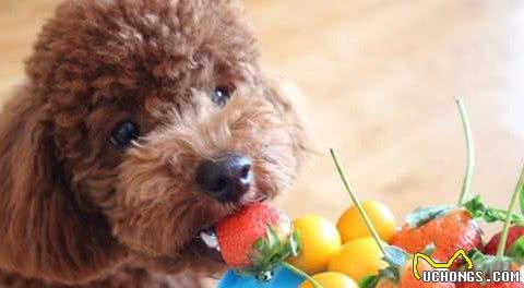 泰迪犬“吃醋”的5大表现，网友：太难了！简直养了个祖宗
