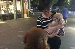 泰迪犬“吃醋”的5大表现，网友：太难了！简直养了个祖宗