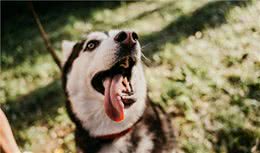 训练大型犬的方法