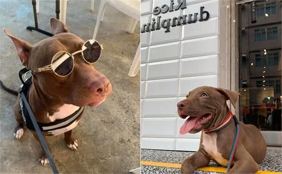 比特犬看到孩子哭，吓得不知所措，去叫妈妈，彻底颠覆比特犬形象