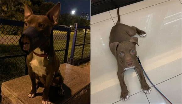 比特犬看到孩子哭，吓得不知所措，去叫妈妈，彻底颠覆比特犬形象