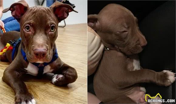 比特犬看到孩子哭，吓得不知所措，去叫妈妈，彻底颠覆比特犬形象